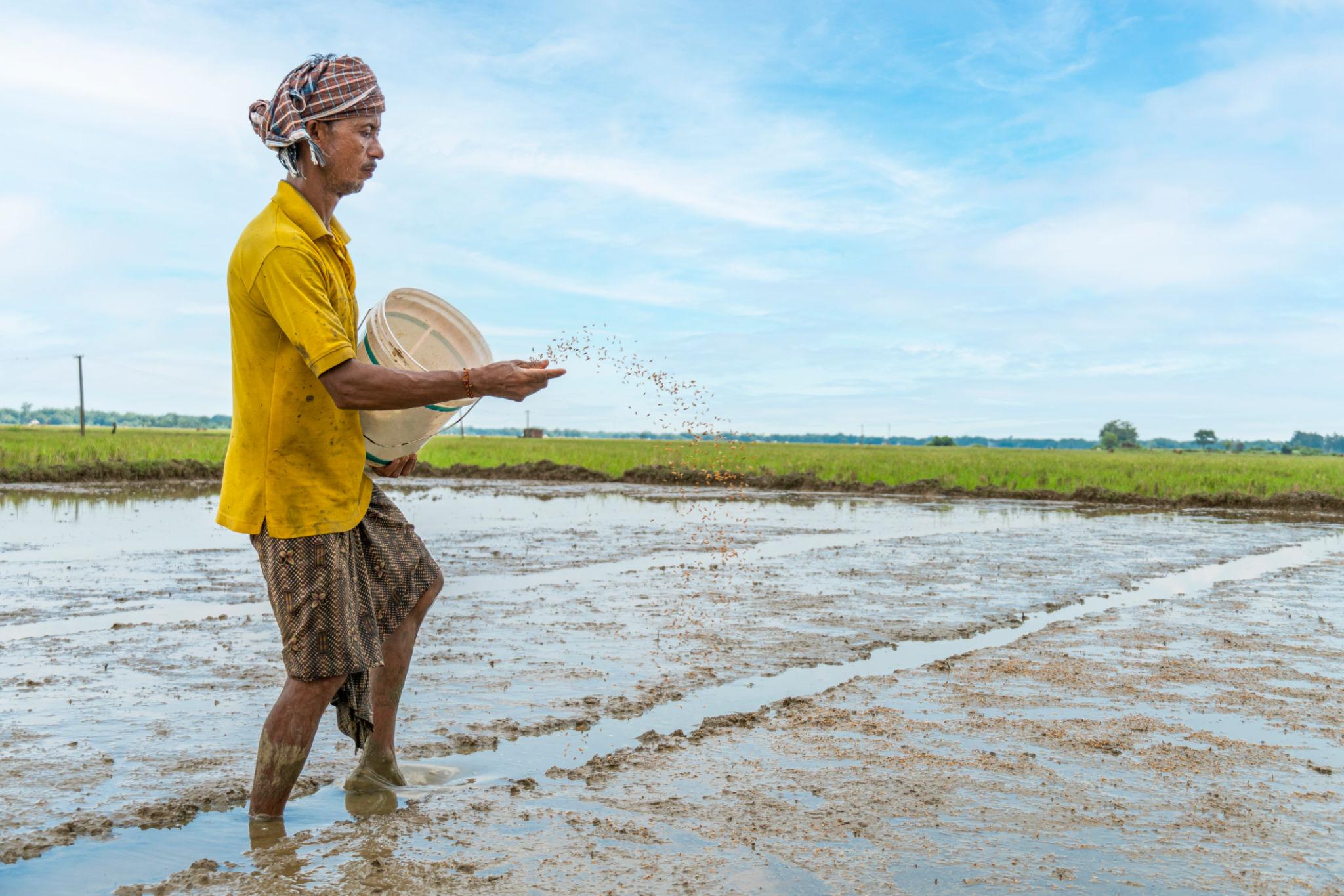 Land preparation and rice seed sowing