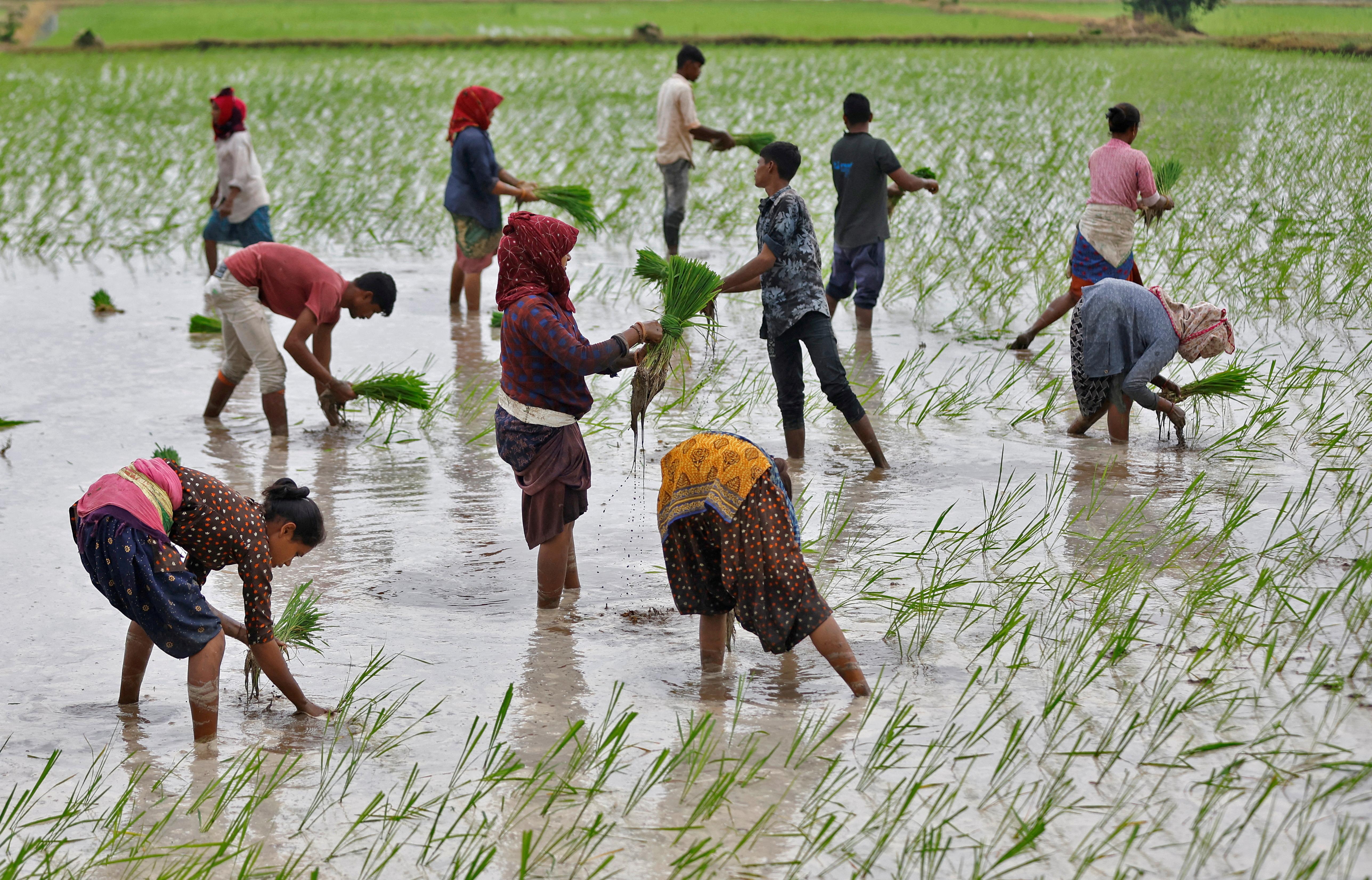 Farmers placing young rice seedlings into flooded fields