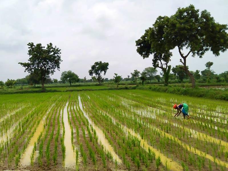 Healthy mature paddy field in Maharashtra