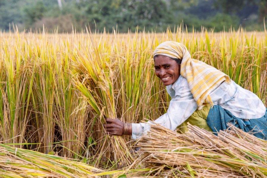 Farmers harvesting mature golden rice
