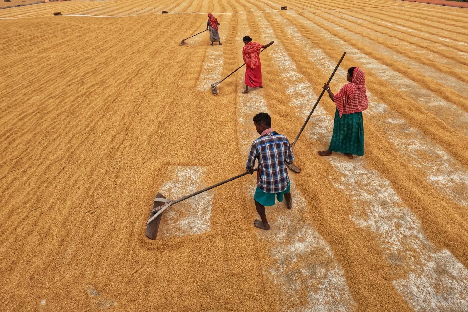 Freshly harvested paddy drying in the sun