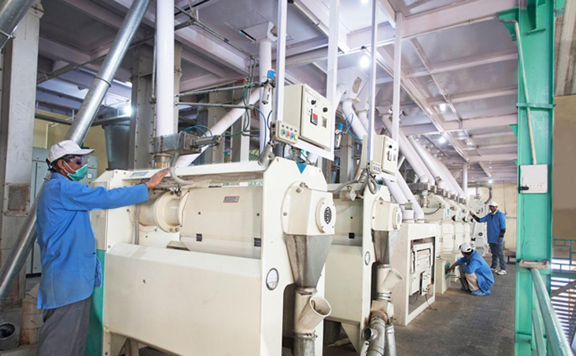Paddy going through a rice mill